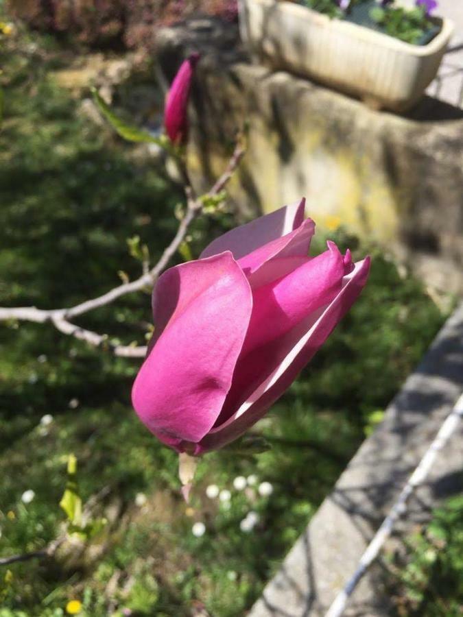 Magnolia Locazione Turistica Daire San Giacomo  Dış mekan fotoğraf